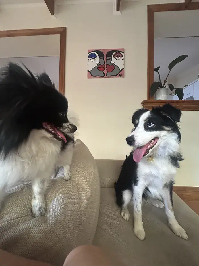 Two black-and-white dogs sizing each other up on a couch